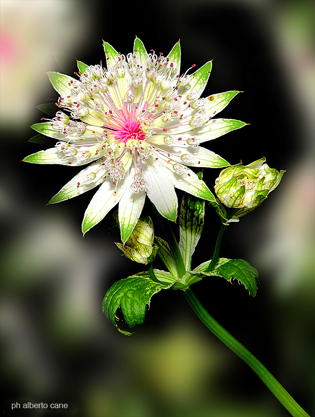 Astrantia major