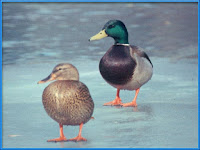 Mallard Anas platyrhynchos pictures