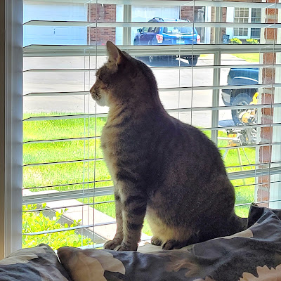 Schroeder at window