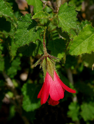 Hibiscus poeppigii, Fairy Hibiscus, Poeppig's Hibiscus, Fairy Rosemallow, Poeppig's Rosemallow