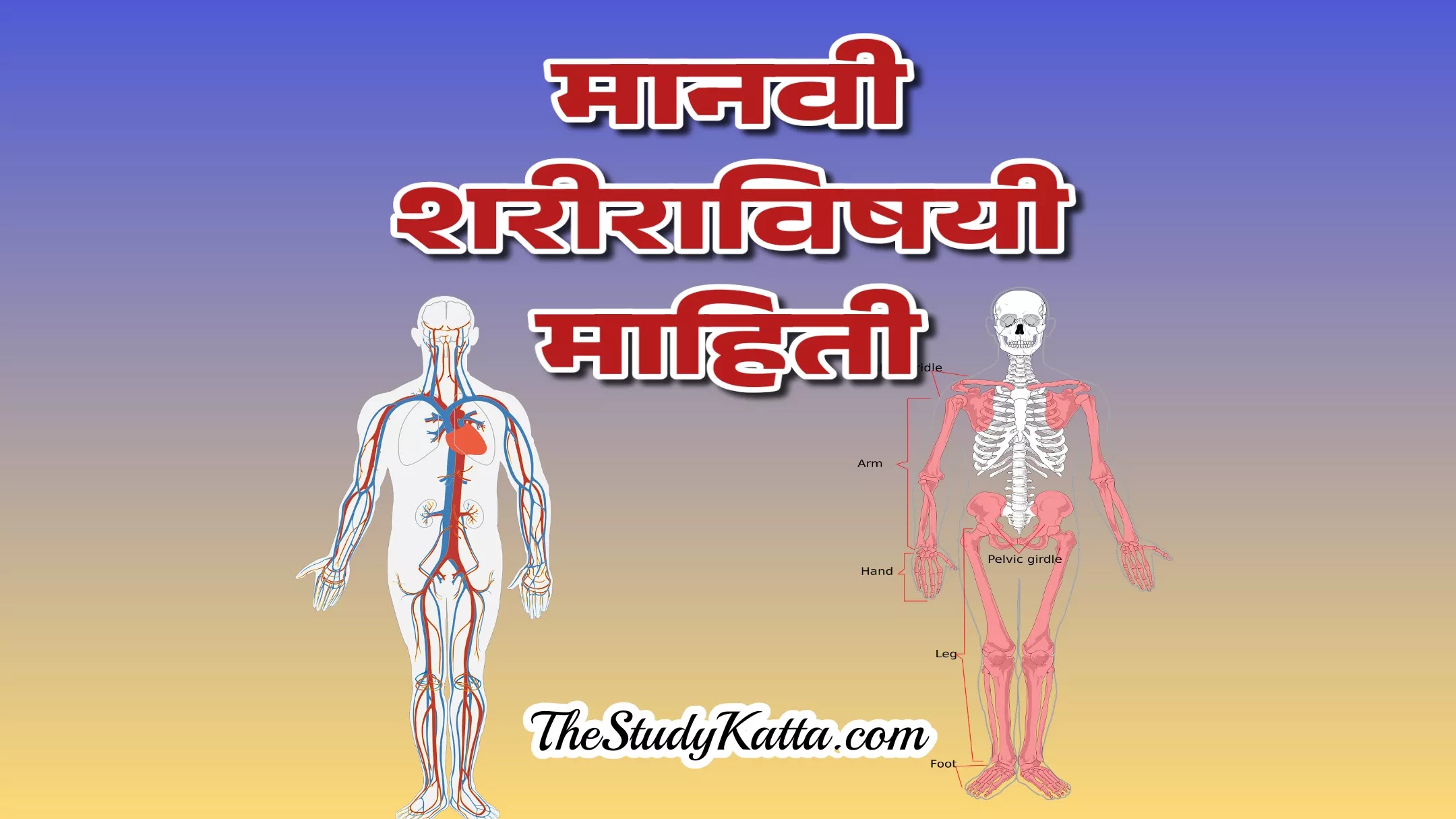 मानवी शरीराविषयी माहिती | Human Body Information