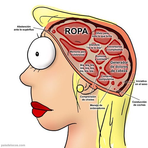 El cerebro de la Mujer