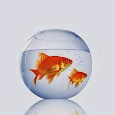 Think big, start small??