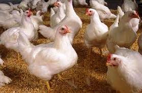 Tata Cara Pemeliharaan Ayam  Broiler 