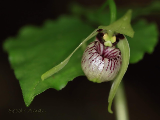 Cypripedium debile