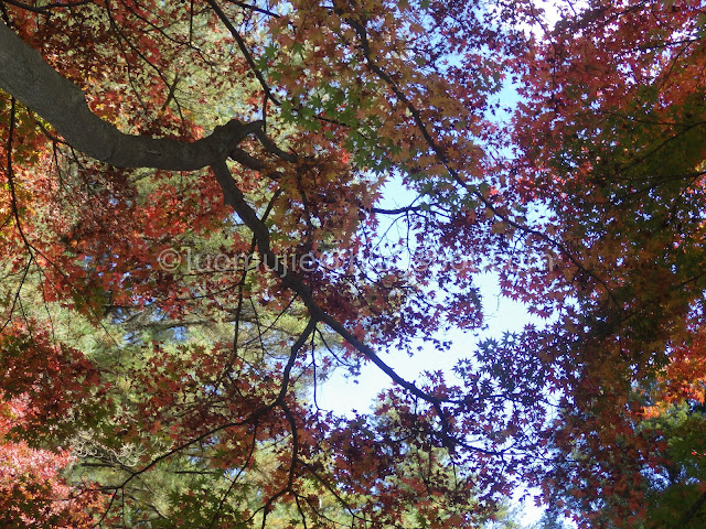 Fushoushan Farm maple autumn foliage