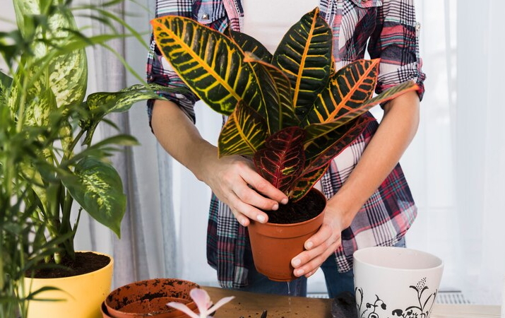 Plantas Para Cultivar em Apartamento