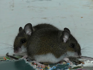 Souris sylvestre - Peromyscus maniculatus