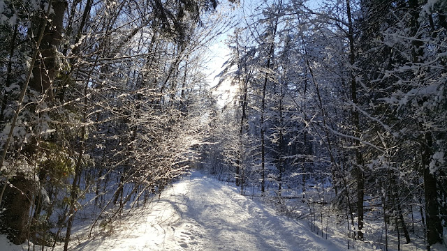 Sentier de raquette dans le Parc de la Gatineau