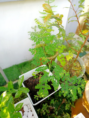 Tanaman Pokok Moringa Sudah Semakin Subur