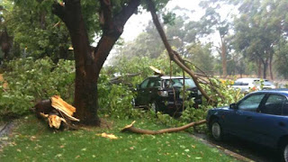 Certified Arborist Service Reston VA