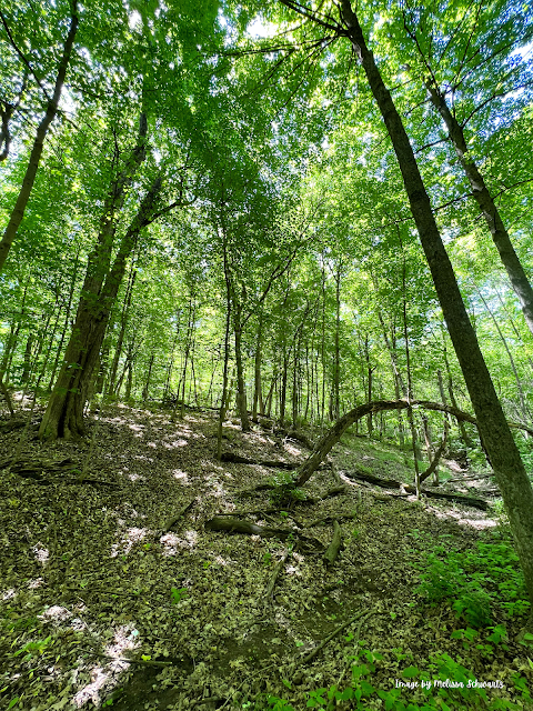 A gentle hill of Cedar Cliff under a spring canopy and featuring a soft floor of dead leaves.