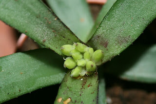 neoregelia liliputiana