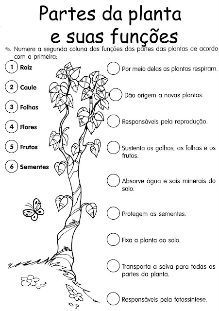 Partes da planta e suas funções para ensino fundamental