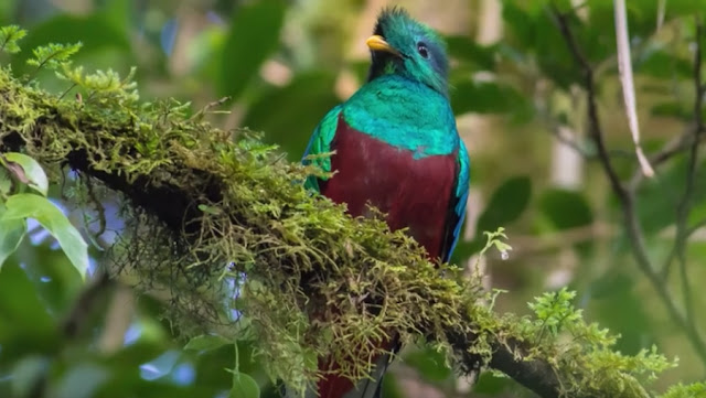 Quetzal