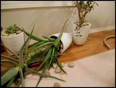 aloe sleeping, jade plants jealous