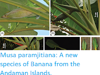 http://sciencythoughts.blogspot.co.uk/2017/11/musa-paramjitiana-new-species-of-banana.html