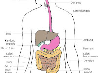 Saluran Pencernaan makanan