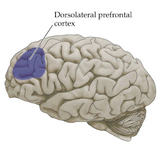 dorsolateral prefrontal cortex