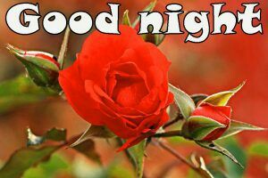 good night images with rose flowers