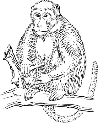 Download Orangutans Coloring Pages Ideas
