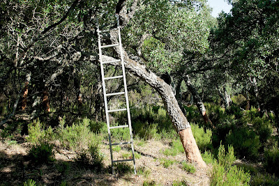 Alcornoque y escalera