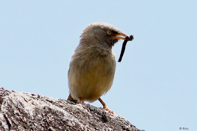 :Jungle Babbler , carrying food to feeed the juveniloe in the box."
