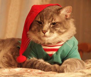 Christmas Cat Desktop Wallpaper