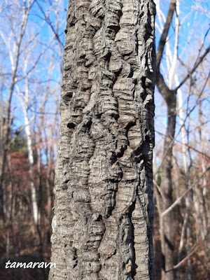 Бархат амурский (Phellodendron amurense)