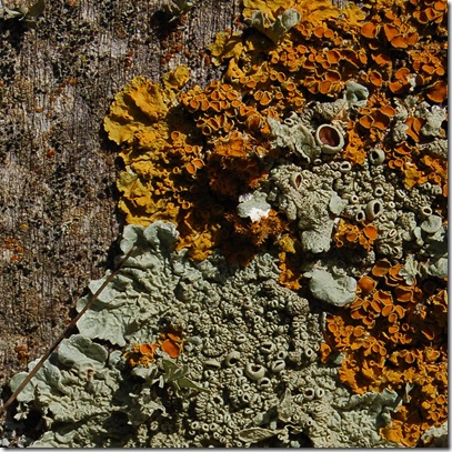 lichen 2