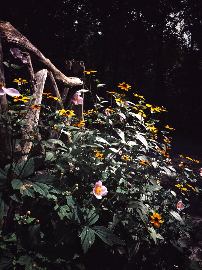 Anemones and Coneflowers in Central Park