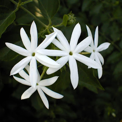 Foto Bunga Melati 
