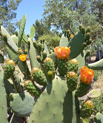 Cactus met paar bloemen en veel knoppen
