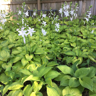 Corner of yard with Gucamole Hostas in white bloom