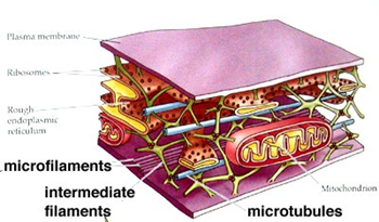 SEL EUKARIOTIK  Biologi Sel