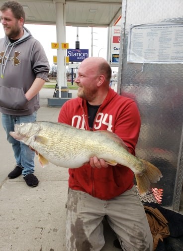 North Dakota Record Walleye caught in April of 2019 by Tom Volk in the Heart River in Mandan North Dakota. 