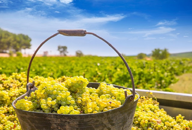 Chardonnay Grapes on Bucket