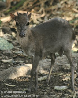 duiker azul Philantomba monticola