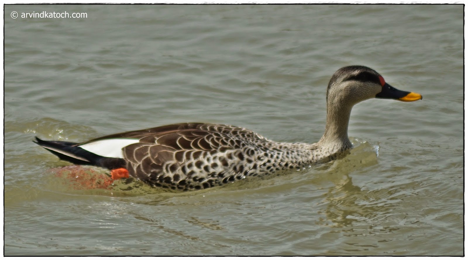 Male, Spot-billed Duck, Duck