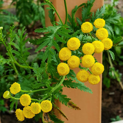 🌿 Sɪɴᴏɴíᴍɪᴀ  Chrysanthemum vulgare  Nᴏᴍᴇ(s)Pᴏᴘᴜʟᴀʀ(ᴇs)  Catinga-de-mulata, Tanaceto, Atanásia, Erva-de-São-Marcos, Palminha[Por]; Tansy, Common tansy, Bitter buttons, Cow bitter, Golden buttons, Golden-buttons[Ing]; Hierba lombriguera[Esp].