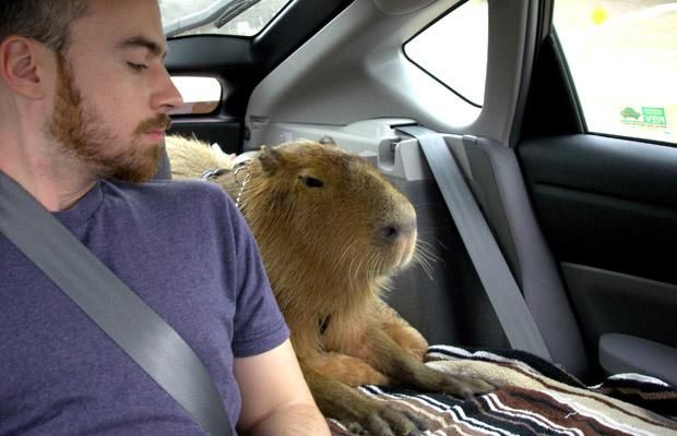 This An Unusual Pet of an Unusual Size | Pet Capybara