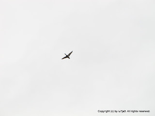 Mallards Flying