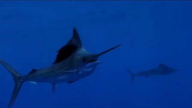 what is the 2nd fastest ocean animal?