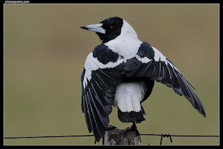 Evolutionists have a difficult time providing a plausible explanation for altruism in humans, but it is also found in birds, such as magpie rescues.