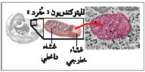 الميتوكندريا