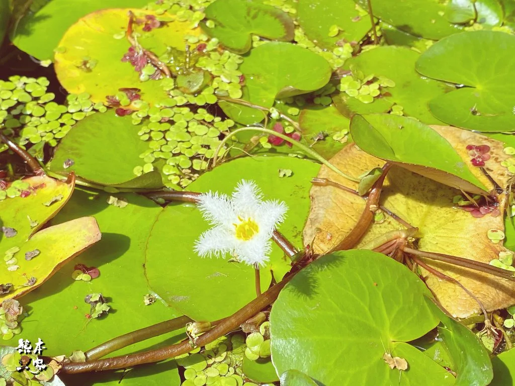 台中傳統日式古蹟｜石岡穀倉｜台灣現存最完整的日式瑴倉