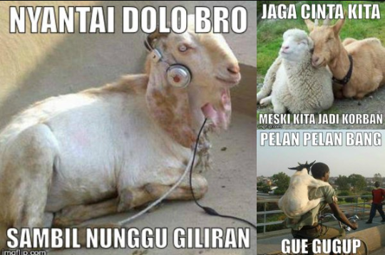 Kumpulan meme lucu hewan kurban terbaru