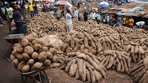 Root Crops in Nigeria (Yam & Cassava)