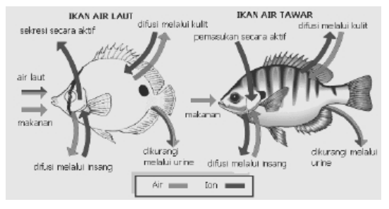 Osmoregulasi Pada Ikan: Pola Regulasi dan Organ yang 