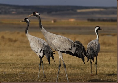 Grullas